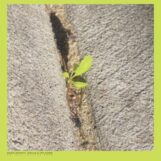 Stardrum, Booker: <br>Close-Up On The Outside [LP]