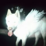 Fat Dog: <br>Cancel Me (I'm Tired) [LP, vinyle bouteille de cola]